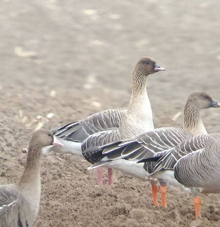 gęś krótkodzioba  - Adam Loręcki