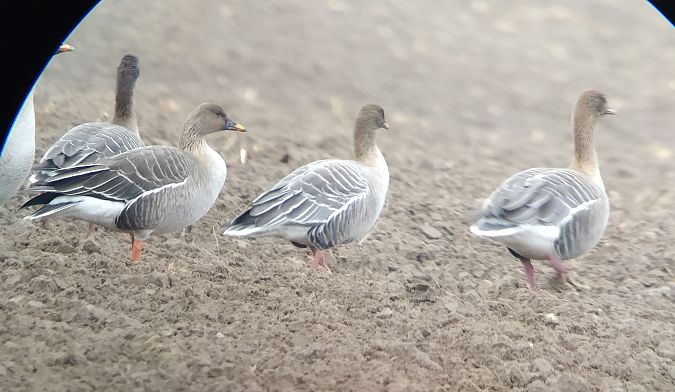 gęś krótkodzioba  - Adam Loręcki