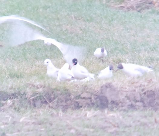 mewa czarnogłowa  - Adam Loręcki