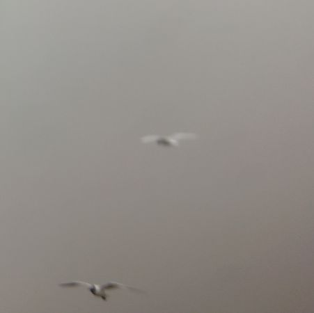 mewa czarnogłowa  - Adam Loręcki