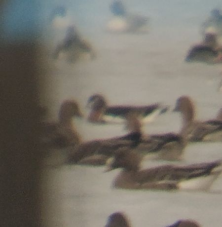 Rothalsgans  - Adam Loręcki