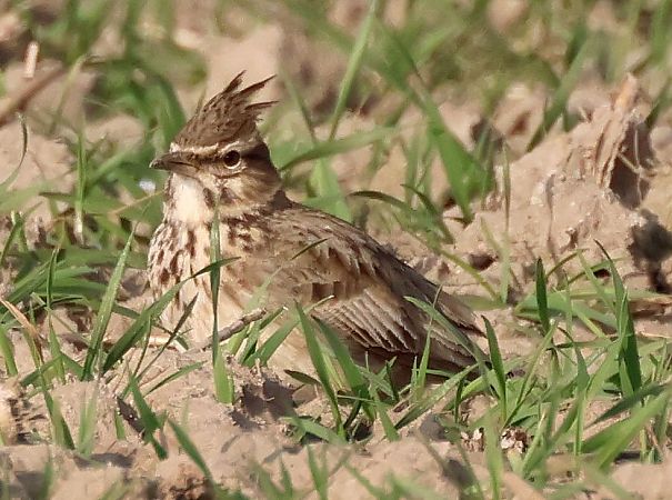 dzierlatka  - Jacek Betleja