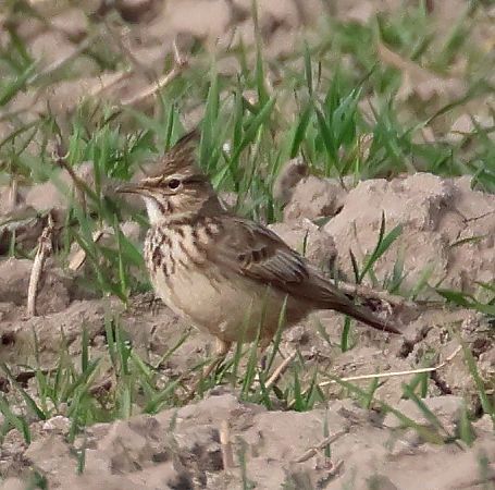 Haubenlerche  - Jacek Betleja