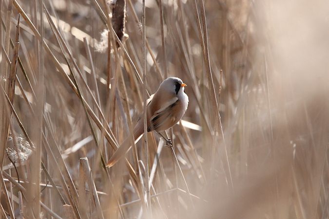 wąsatka  - Brunon Kwasik