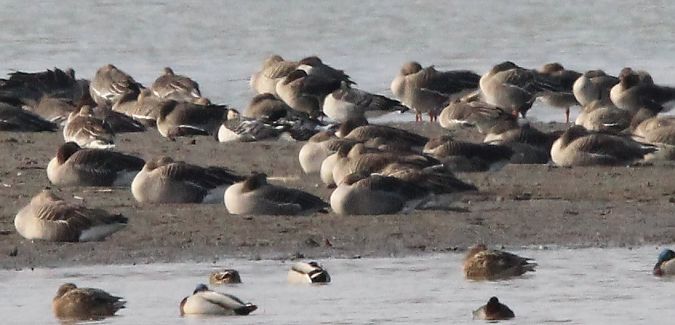 Weisswangengans  - Brunon Kwasik
