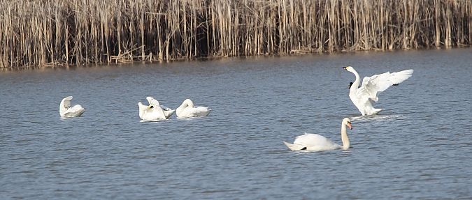 Zwergschwan  - Brunon Kwasik