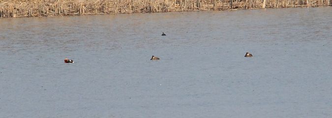 Kolbenente  - Brunon Kwasik