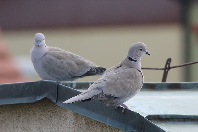 sierpówka  - Brunon Kwasik