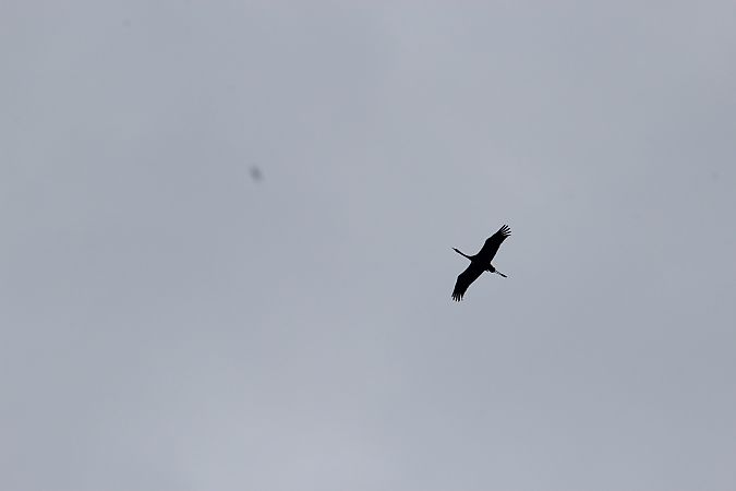 Kranich  - Brunon Kwasik