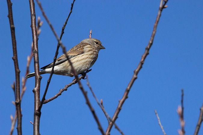 makolągwa  - Brunon Kwasik