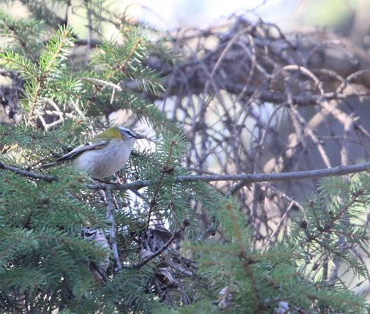 zniczek  - Brunon Kwasik