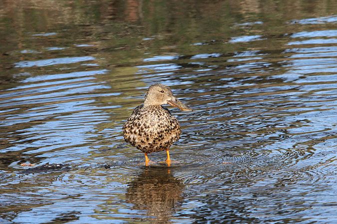 płaskonos  - Brunon Kwasik