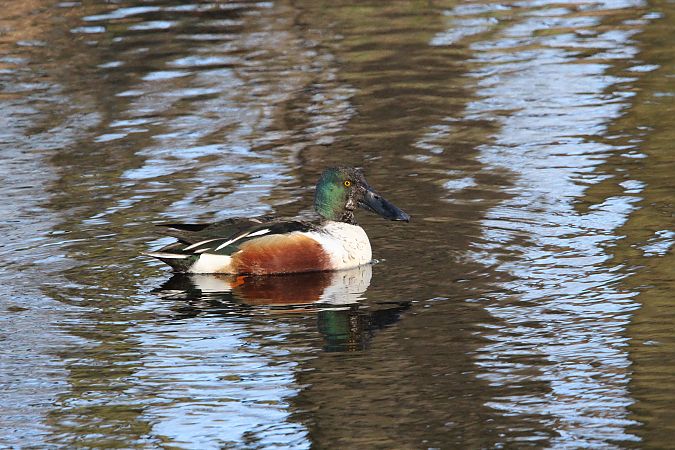 płaskonos  - Brunon Kwasik
