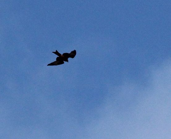 kania ruda  - Brunon Kwasik