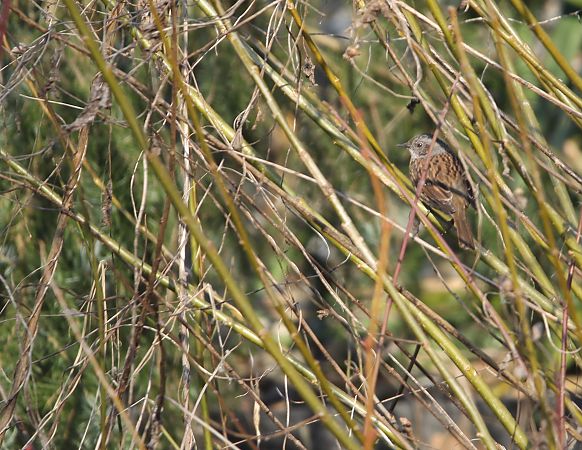 pokrzywnica  - Brunon Kwasik