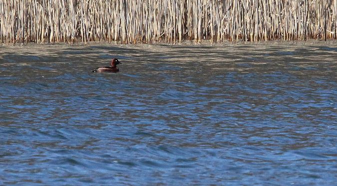podgorzałka  - Brunon Kwasik