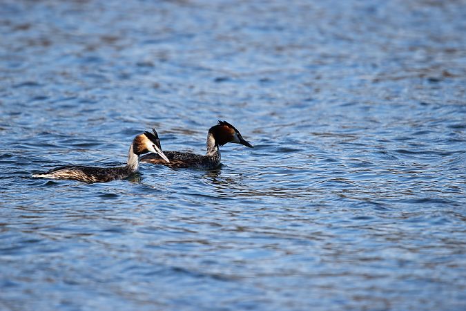 perkoz dwuczuby  - Brunon Kwasik