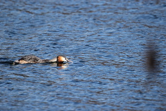 Haubentaucher  - Brunon Kwasik