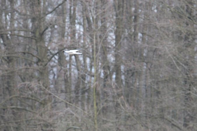 błotniak zbożowy  - Brunon Kwasik