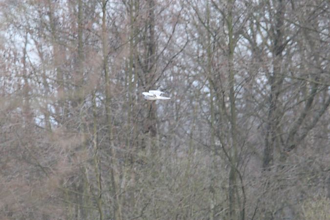 Kornweihe  - Brunon Kwasik