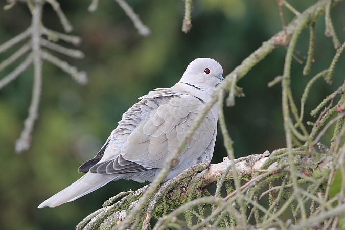 sierpówka  - Brunon Kwasik