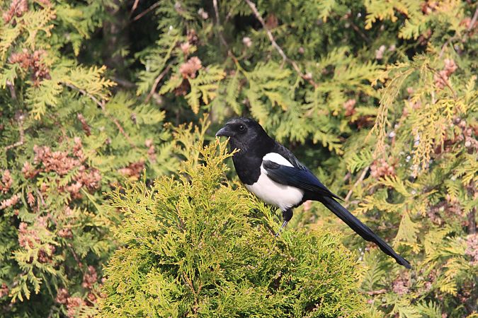 sroka  - Brunon Kwasik