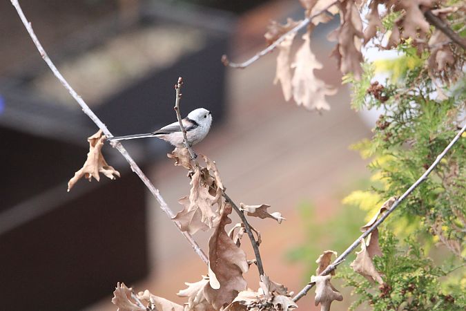 raniuszek  - Brunon Kwasik