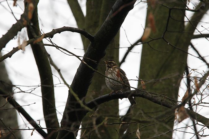 droździk  - Brunon Kwasik