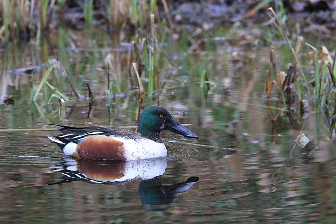 płaskonos  - Brunon Kwasik