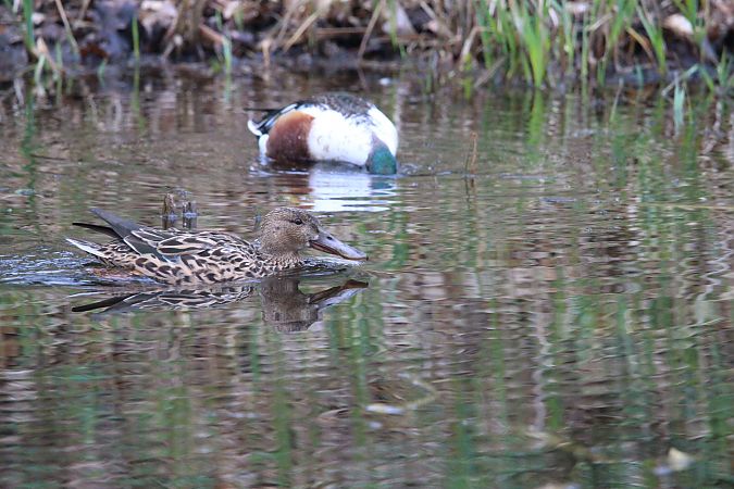 płaskonos  - Brunon Kwasik