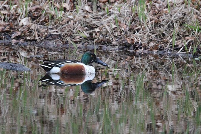 płaskonos  - Brunon Kwasik