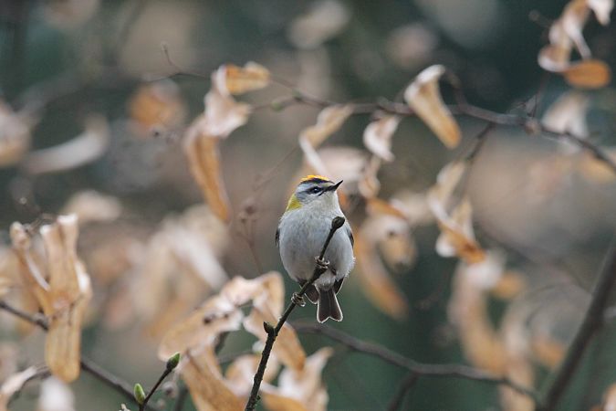 zniczek  - Brunon Kwasik