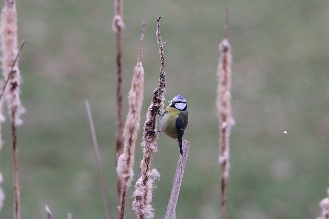 modraszka  - Brunon Kwasik