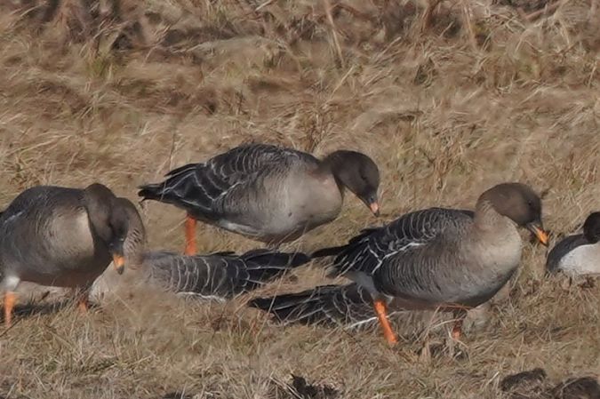 Kurzschnabelgans  - Robert Grodzki