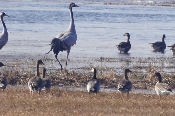 Weisswangengans  - Robert Grodzki