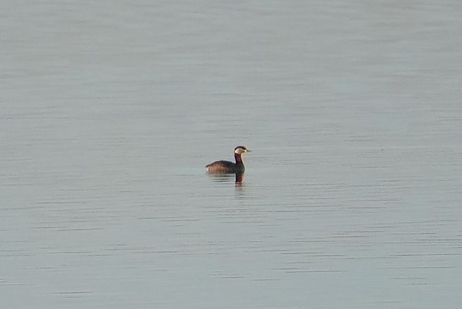 perkoz rdzawoszyi  - Wiktor Kroker