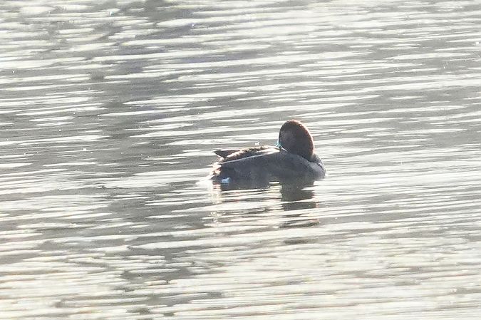 podgorzałka  - Wiktor Kroker