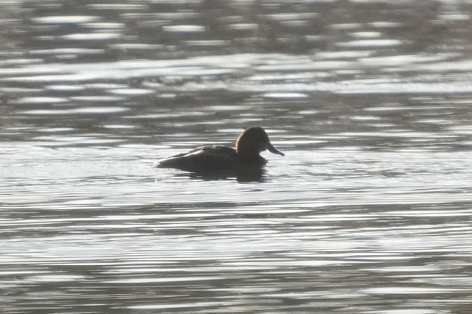 podgorzałka  - Wiktor Kroker