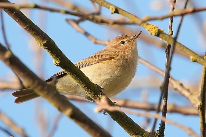 pierwiosnek  - Wiktor Kroker