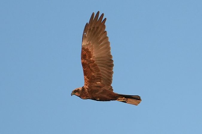 błotniak stawowy  - Wiktor Kroker