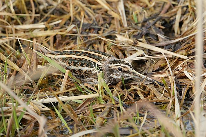 bekasik  - Wiktor Kroker