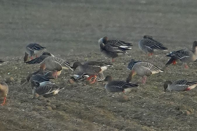 gęś krótkodzioba  - Wiktor Kroker