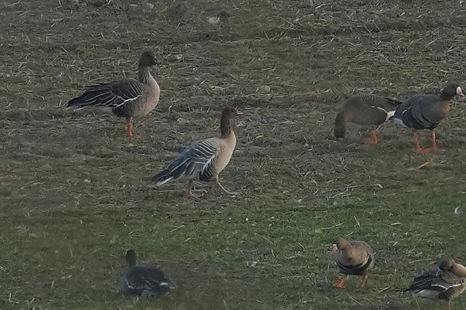 gęś krótkodzioba  - Wiktor Kroker