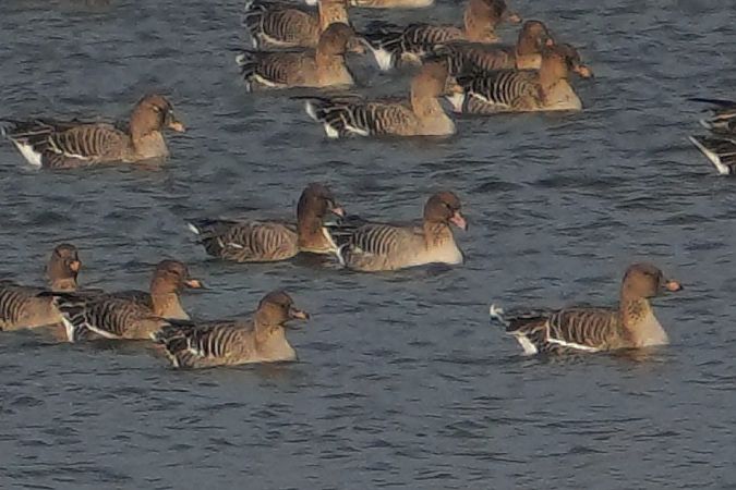 gęś krótkodzioba  - Wiktor Kroker