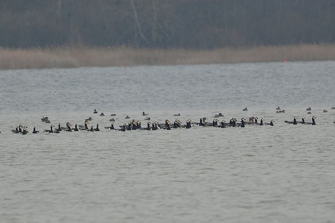 bernikla białolica  - Wiktor Kroker