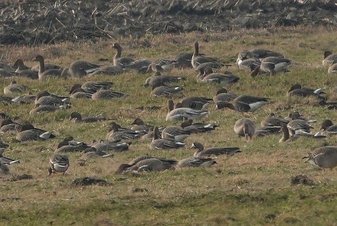 gęś krótkodzioba  - Wiktor Kroker