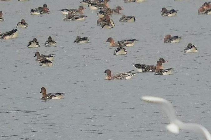 Kurzschnabelgans  - Wiktor Kroker