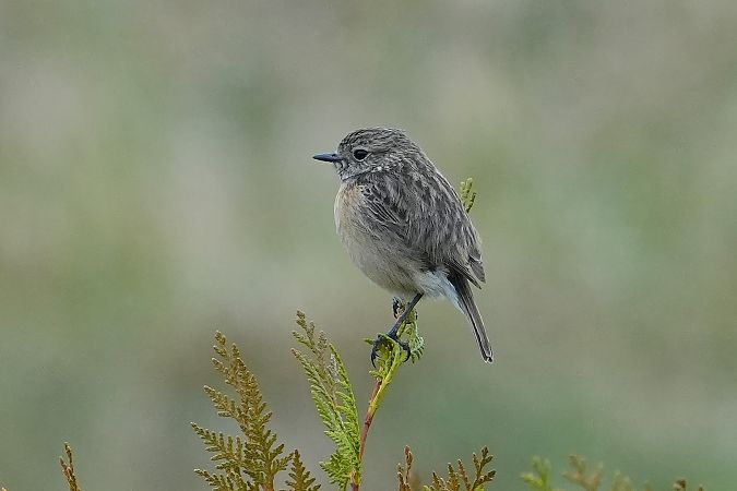 kląskawka  - Wiktor Kroker