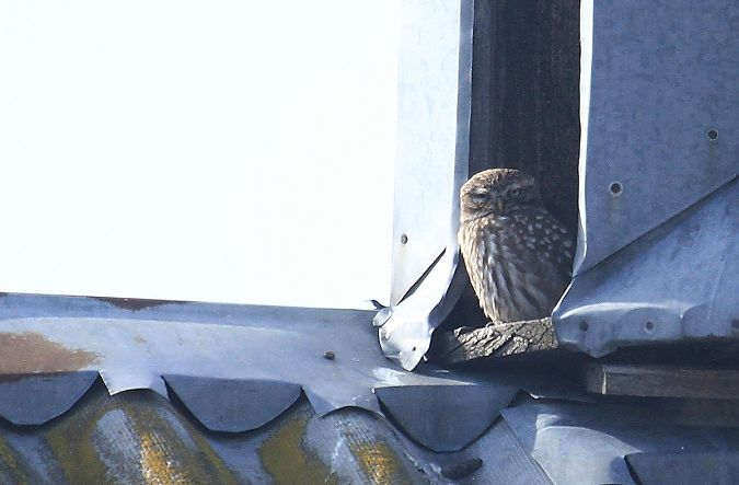 Chevêche d'Athéna  - Tomasz Kulakowski