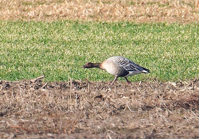 gęś krótkodzioba  - Grzegorz Grygoruk